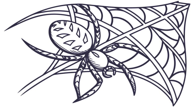 Spider on Intricate Web Outline, Halloween Nature Vector Art, vector design Generative AI