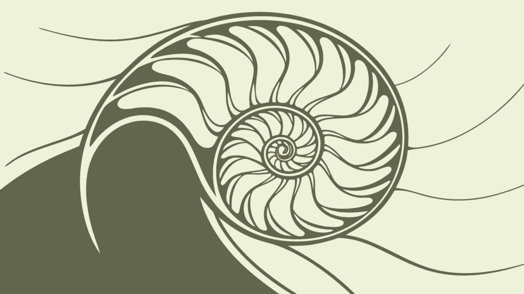 Elegant Nautilus Shell Natural Pattern Illustration, vector design Generative AI