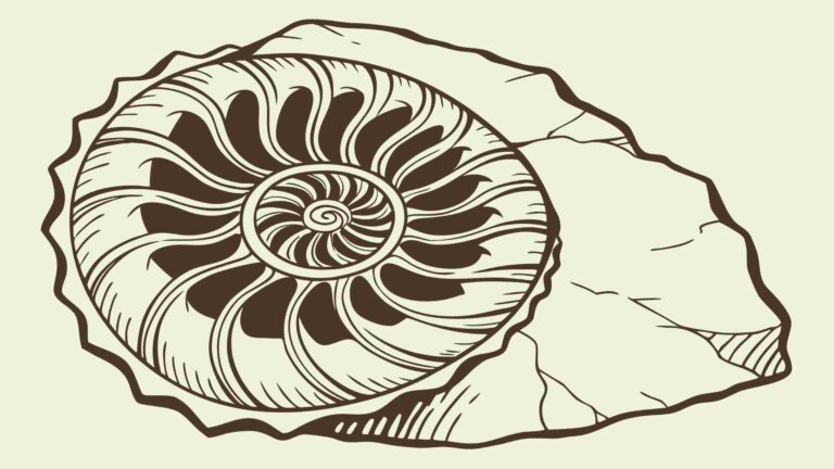 Textured Ammonite Fossil Imprint in Stone Vector Art, vector design Generative AI
