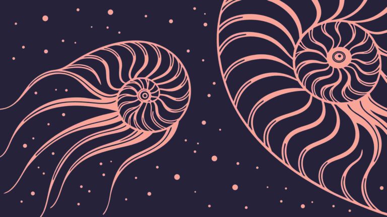 Geometric Nautilus Shell Abstract Pattern Vector, vector design Generative AI